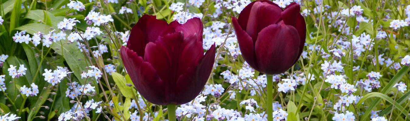 cabecera contacto angie sanadesdeelalma tulipanes